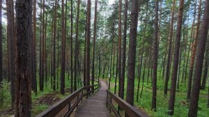 Лесопарк «Гремячая Грива» г. Красноярск 27.07.2026г.