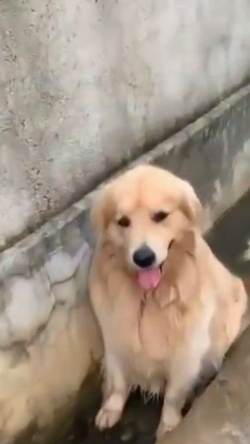 Собачья по па устроила потоп