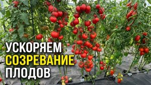 НЕ КОРМИТЕ помидоры в конце ИЮЛЯ Вот что нужно сделать вместо этого!