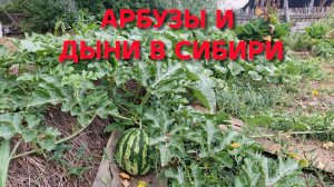 Сибирь хоть и суровая Но летом растут даже арбузы и дыни