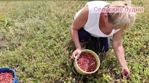 Собираем клубнику и немного про Китай