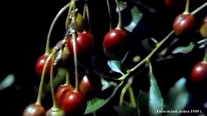 1988 год. Тюменский район. Дачники и дары лета