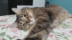 Моя Елизавета Павловна Тарасова играется))) Такая прикольная)))😍😍😍