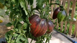 Сибирь. Омск. Обзор спелых томатов 🍅, в теплице ✓1. 25 июля 2026.