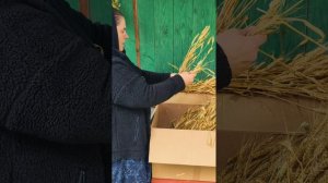 Вяжу пшеницу в снопы