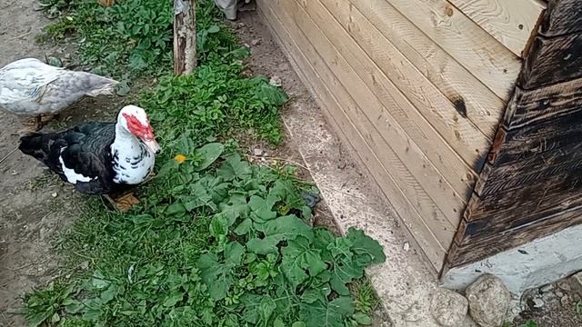 Дом у озера. Утки нашли змею. 26.07.2026.