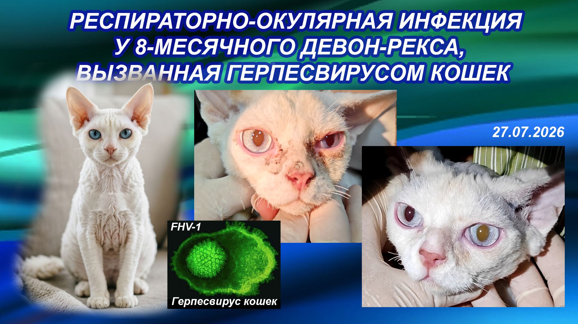 Респираторно-окулярная инфекция у 8-месячного Девон-Рекса, вызванная герпесвирусом кошек