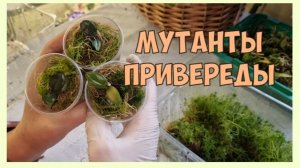 Сеянцы орхидей фаленопсис из семян заказчика. Высадка из тепличек.