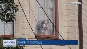 Юрист Кугушев рассказал, что ждет пуму, обнаруженную в одном из домов Краснодара