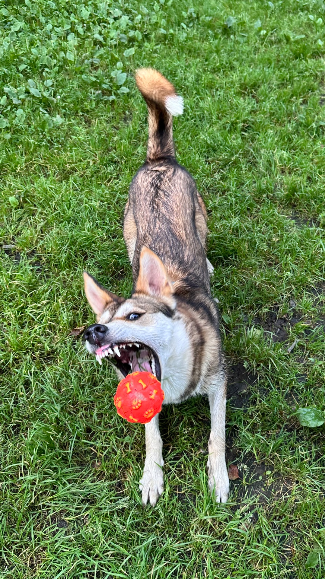 Леона на прогулках в приюте🔥🐺🧡