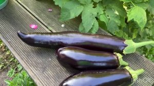 Баклажаны урожай. Сорт Илья Муромец и Северный индиго.
