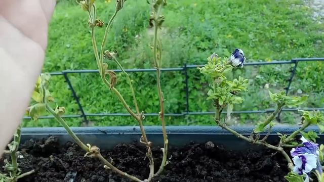 Дела огородные 🌱- часть 9 🙂- пересадила петунии 🌸- на улице жара 🏜️- белые огурцы 🥒 смотреть онлайн