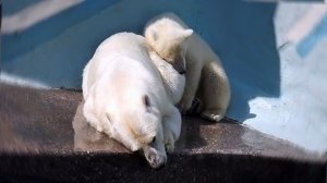 Медвежонок Умка покувыркался на снежной горке и пошел к маме просить молочка.