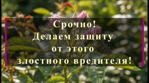 Срочно! Делаем защиту от этого злостного вредителя!