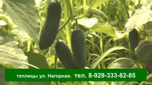 Молодые огурчики по 100 рублей