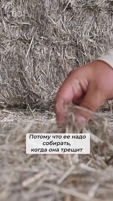 Почему коноплю при уборке называют трестой? #конопля#треста#уборка