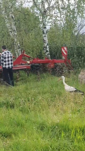 Псков по прежнему в деле