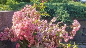 Летняя экспериментальная обрезка розы Хевенли Пинк/Heavenly Pink в Ленинградской области. 23.07.2026