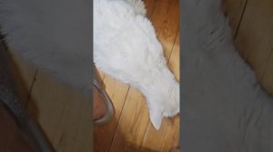 Кошка поела самостоятельно