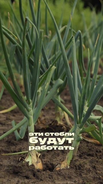 🧅 Хотите, чтобы лук без проблем пролежал до самой весны?