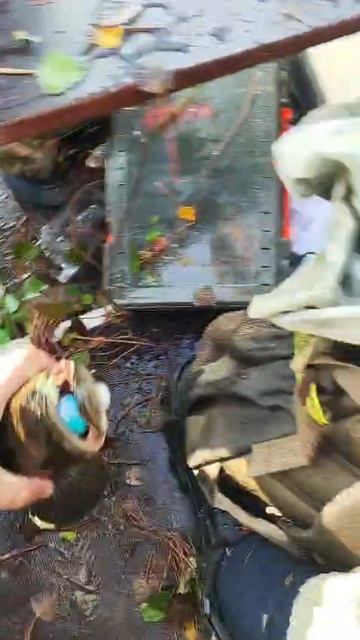 🎣 Змееголов на лягушку — отличный трофей! Спасибо Евгению за отчёт! 😎👍