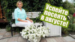 Что сеять в августе: сажаем овощи и цветы