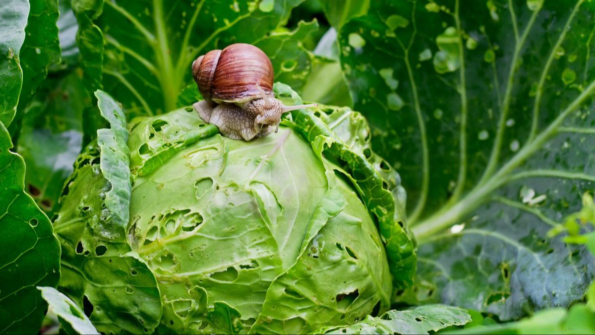 ЧУДО ПРЕПАРАТ ОТ УЛИТОК И СЛИЗНЕЙ 🐌
