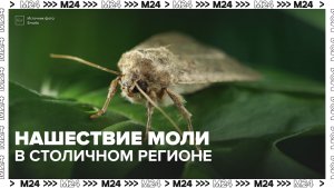 Моль против деревьев: как спасти растения — Москва 24 | Контент