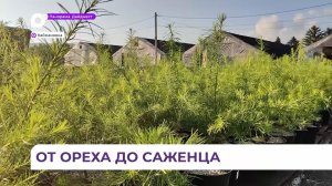 Тепличный комплекс в Каймановке поставляет качественные саженцы для лесовосстановления
