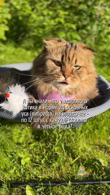 Теперь у вас есть интересное занятие на вечер😸