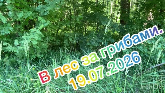 В лес за грибами 19.07.2026!
