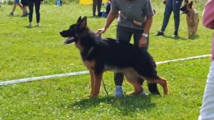 ПОДРОСТКИ КОБЕЛИ / КЧК ТУЛА 25 июля`26 Т.Шишкина Моно немецких овчарок