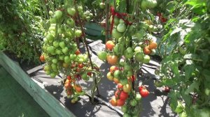 ФИТОФТОРА НЕ ПРИЦЕПИТСЯ! Я обеспечила ПРОДУВАЕМОСТЬ своим Томатным Гномам! 26 июля 2026.