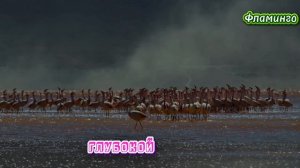 Фламинго.