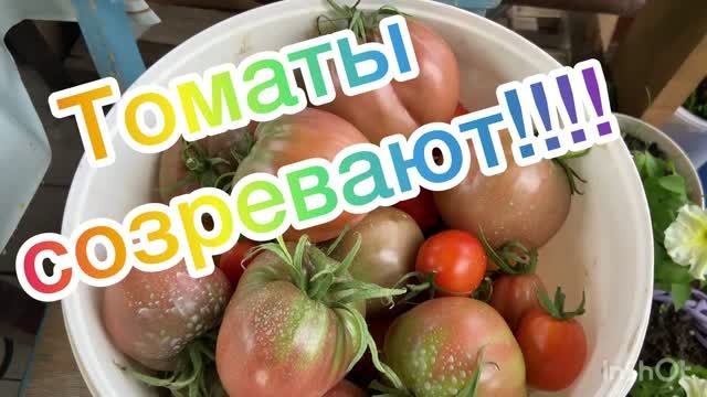 Томаты созревают!!!
