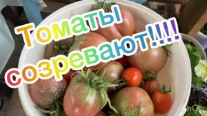 Томаты созревают!!!