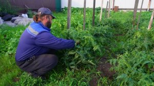 Я НЕ ЗНАЮ ЧТО ДЕЛАТЬ С ПОМИДОРАМИ Невозможно удалить пасынки и листву СУПЕР ОГОРОДНИК В СОМНЕНИЯХ