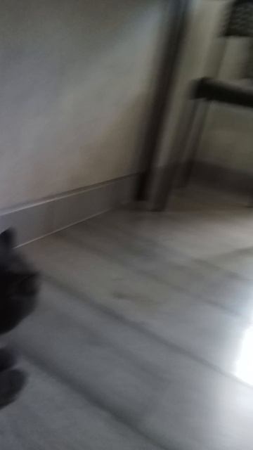 кот 🐈 улепётал
