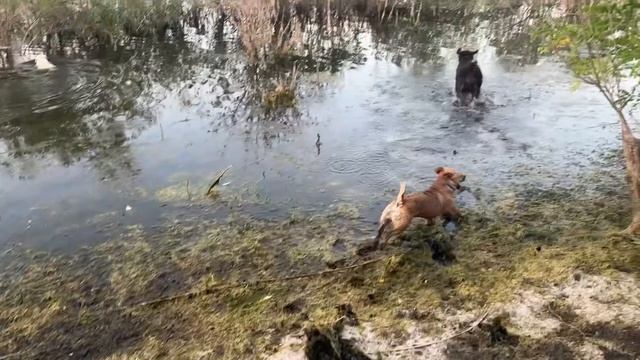 ❤️Принято решение: нам достаточно/ Вылуп в срок/ Приезд друзей.
