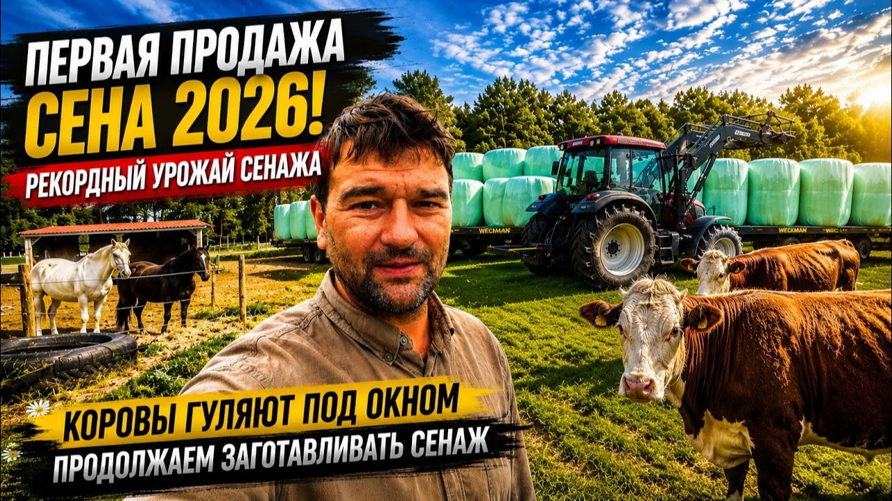 Первая продажа сена 2026 Рекордный урожай сенажа Коровы гуляют под окнами смотреть онлайн