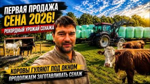 Первая продажа сена 2026 Рекордный урожай сенажа Коровы гуляют под окнами