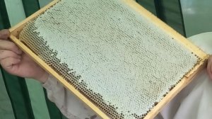заливают гнездо медом...