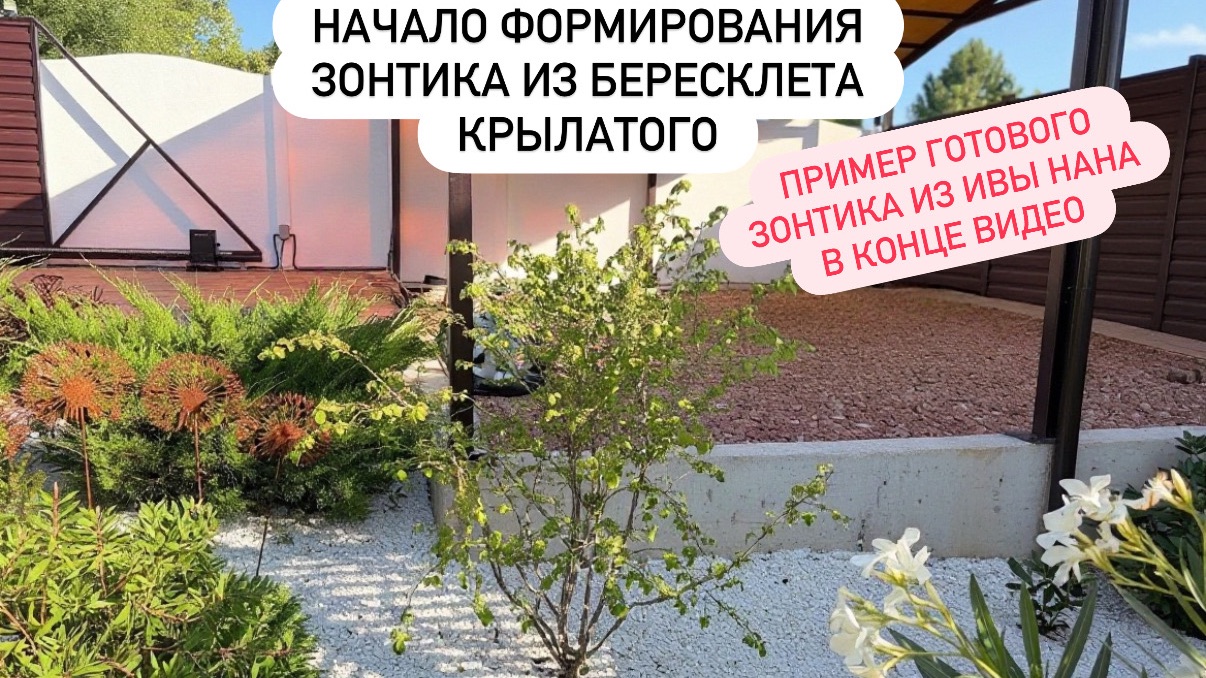 Формирование зонтиков из кустарников и деревьев