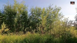Воркута. 25.07.26. Солнечные ванны в кампании с мошкарой.