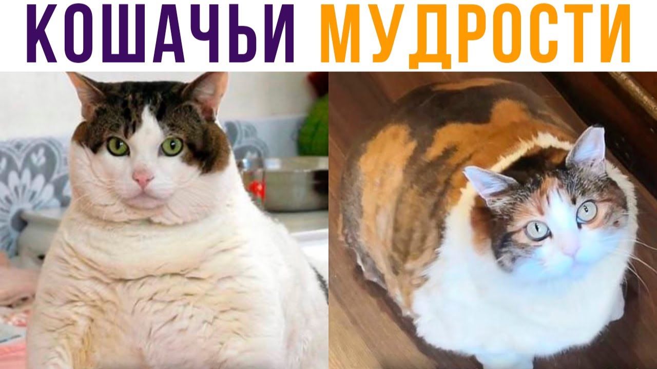 Семь раз ПОЕШЬ, и ещё раз ПОЕШЬ)) Приколы с котами смотреть онлайн