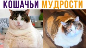 Семь раз ПОЕШЬ, и ещё раз ПОЕШЬ)) Приколы с котами