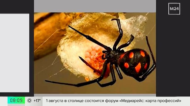 Ядовитые пауки-каракурты появились в российских городах - Москва 24 смотреть онлайн
