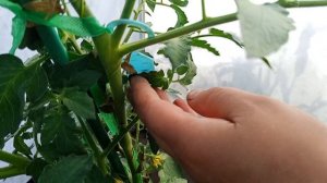 26 июля.Парник с томатами 🍅 Есть ли они?