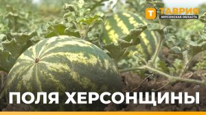 В Херсонской области началась уборка бахчевых культур