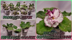 Отсадка и рассадка деток. Пересадки фиалок в объём побольше. Дождалась сортовое цветение.